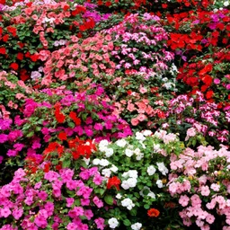deys agro ® all colour balsam flower seeds 216 Seed-picture-27