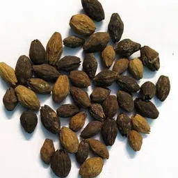 Malabar Neem/Meliya Dubia Seed /Plywood Malabar Neem Seed Seed-image-42