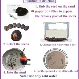 greensea Lotus, Kamal Flower Seed image 4