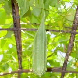 mamoni traders Ridge Gourd Seed, RG-35 Organic Seed For Vegetable Gardening, Ridge Gourd Hybird Seed image 1