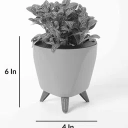 ugaoo Betel leaf (Magai Paan) Plant With Lagos White Plastic Pot image 3
