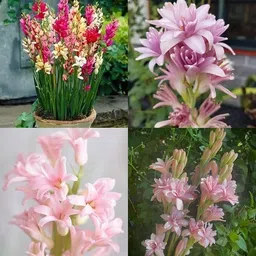 bjubas Tuberose/Rajanigandha flower seeds pack of 44 Seed image 4