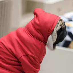 baeship Hoodie for Dog image 3