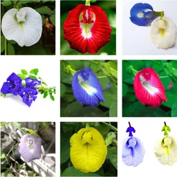 seedsvally Aprajita Shankhpushpi Hybrid Butterfly Pea Seeds Medicinal Flower seeds 20 seed Seed image 2