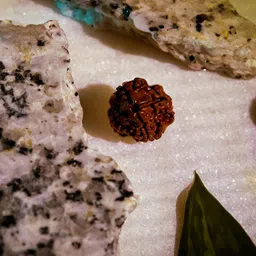 beautum Original 4 Mukhi Rudraksha Four Face Rudraksha Metal Cap Nepali Bead Wood Pendant image 2