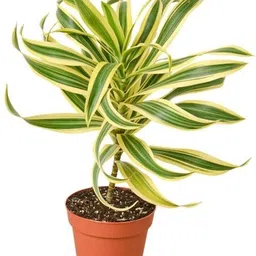 florafusion Song Of India Plant image 1