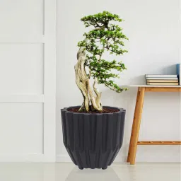 nora Sirius Star Black Polyethylene Floor Planter image 1