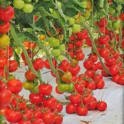 veggie paajis Cherry Tomato Seeds Seed-picture-13