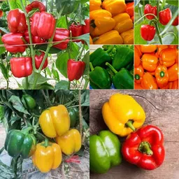 ibains Red shimla mirch seeds shimla mirchi pack of 50 Seed image 1
