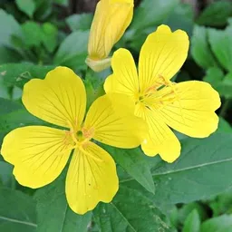 Sundrop Plant-image-1