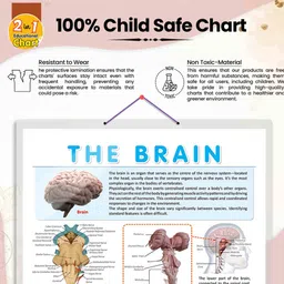 go woo THE BRAIN CHART | Journey through the Brain: Comprehensive Anatomy Chart Paper Print image 4