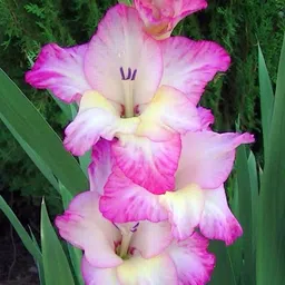 radha krishna agriculture Radha Krishna Agriculture® Gladiolus Flower Bulbs All session Imported Vearty for Home and Gardening Pack of 5 bulbs (DARK MAROON) image 4