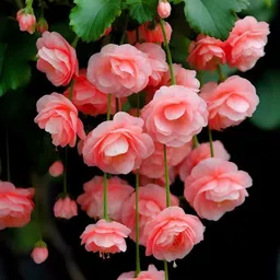 oakwood farms Oakwood Farms® Weeping begonia flower bulbs For Your home Gardening Pack of 2 bulbs (PINK) image 3