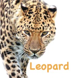 om books international Touch And Feel Wild Animals Board Book - English image 3