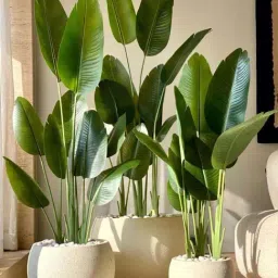 Mason Home Green Pvc Artificial Cavendish Traveller Plant - 6 Feet-picture-15