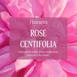 L'Occitane Rose Shower Gel image 2