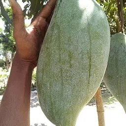 maitra and sons Mango Plant-picture-25