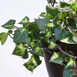Ugaoo English Ivy Variegated Plant with Hanging Pot image 3