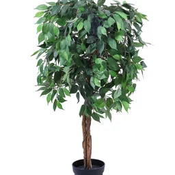 Elemntl Green 1 Pieces Ficus With Pot image 2