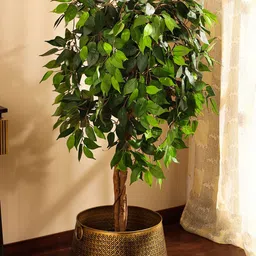 Elemntl Green 1 Pieces Ficus With Pot image 3