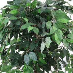 Elemntl Green 1 Pieces Ficus With Pot image 5