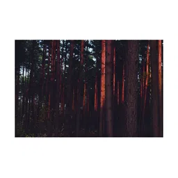 Inephos Brown And Black Printed Canvas Wall Art-picture-23