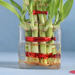 Beautiful 2 Layer Lucky Bamboo Plant image 2