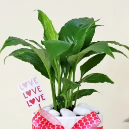 Elegant Peace lily with platter vase image 2
