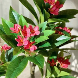 Mason Home Light Pink & Green Pvc Artificial Plant image 4