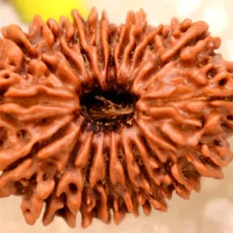 Certified Gems 19 Mukhi Rudraksha - Original Certified Nepali With Capping 28mm - Natural Unnis मुखी रुद्राक्ष From Nepal image 2