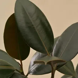 Ugaoo Rubber Large Tree image 5