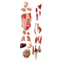 A-ONE SCIENCE 78 cm Multicolor PVC Male Muscular Figure Model AOSBM58 image 3