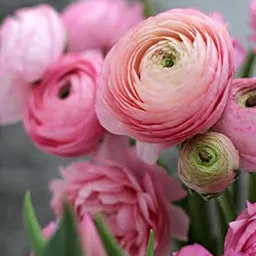 radha krishna agriculture RADHA KRISHNA AGRICULTURE® Imported Double Peony Ranunculus Flower Bulbs For Indoor/Outdoor Gardening (Set Of 2 Pink Colour Flower Bulbs) image 5