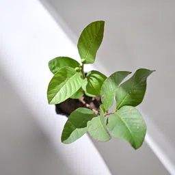 krishnanursery Guava Plant image 3