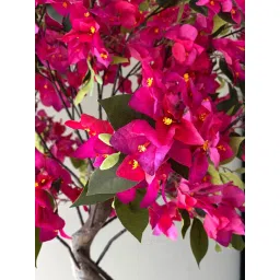 Mason Home Artificial Fuchsia Pink Bougainvillea Plant image 2
