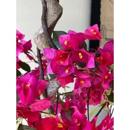 Mason Home Artificial Fuchsia Pink Bougainvillea Plant image 5
