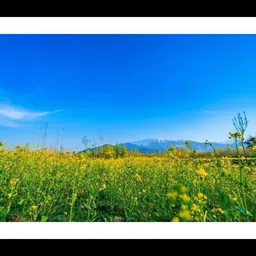 mmory Elegant Wall Art Digital Reprint 8 inch x 12 inch Painting image 1