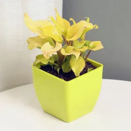 Xanadu Philodendron Plant Golden-image-43