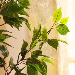 Elemntl Green 1 Pieces Ficus With Pot image 4