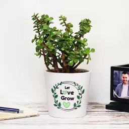 Jade Plant In Printed Vase image 3