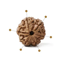 Gemsmantra Brown Wooden 6 Mukhi Rudraksha Nepali With Pendant image 3
