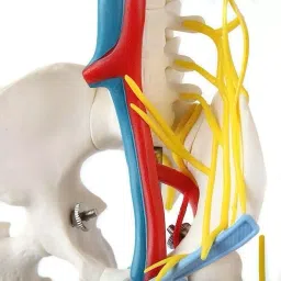 A-ONE SCIENCE 85 cm Multicolor PVC Skeleton With Nerves and Blood Vessels AOSBM04 image 5