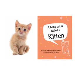 om books international My First Book of Baby Animals Board Books - English image 4