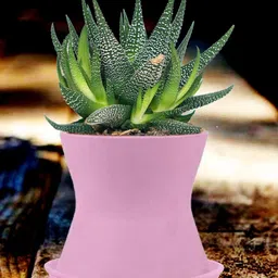 LASAKI Purple Ceramic Planter With Plate image 3