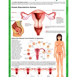 Pegasus The Female Reproductive System Thick Laminated Chart-picture-14