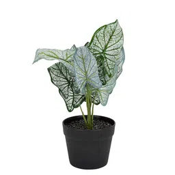 Living scapes by Pantaloons Artificial Plant image 3