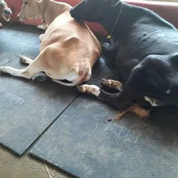 COW MATS FOR DAIRY ANIMALS PREMIUM QUALITY Cow, Dog, Guinea Pig, Hamster, Miniature Pig Pet Mat-image-16