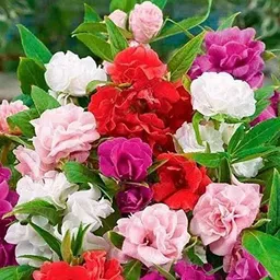 deys agro ™ Double Petal rose balsam flower seeds mix hybrid winter Bloom Seed image 2