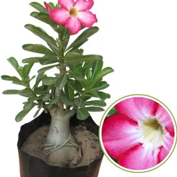 afartiobina Adenium Plant image 2