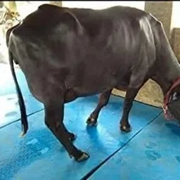 hackerx Cow Mat Waterproof Rubber mat 5×8 feet BPA Free for Horse,Cow, Buffalo_12mm Cow, Dog, Hamster, Guinea Pig, Miniature Pig Pet Mat-picture-37